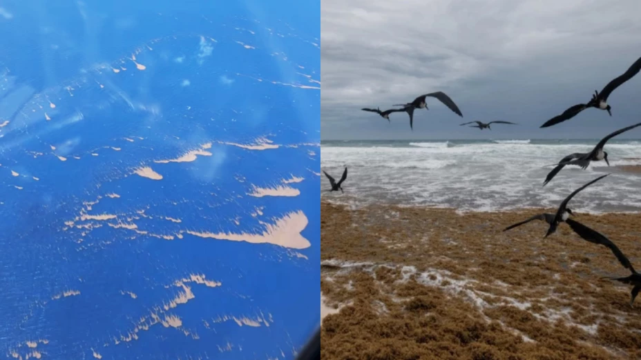 ¡Impresionante VIDEO Aéreo! Captan la cantidad de sargazo que viene a Quintana Roo