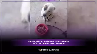 ¡Una diva canina! Perrito sólo come cuando le cantan | VIDEO