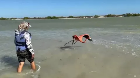 flamenco rosa atraapado red.