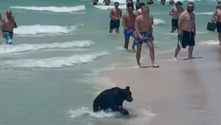 Oso en playa de Florida