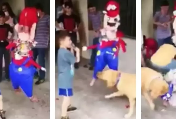 Perrito se desespera y rompe la piñata del cumpleañero