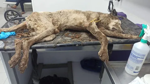 Camilo, perrito rescatado en el dren Bacurimí 2