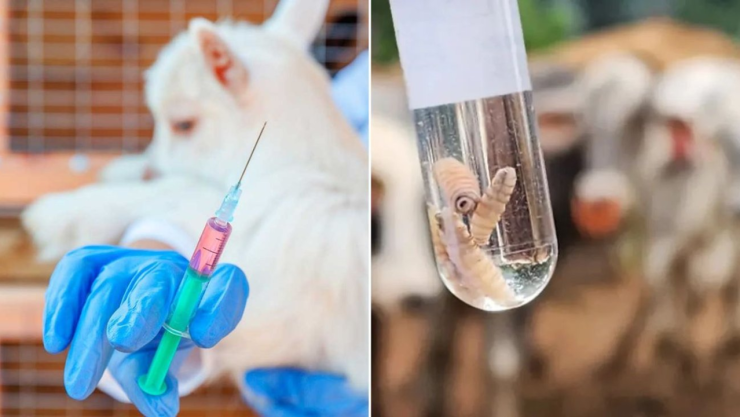 Fármaco para combatir gusano barrenador.