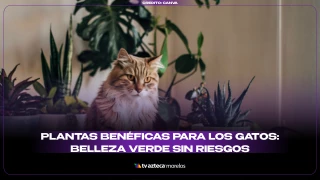 Plantas benéficas para los gatos.