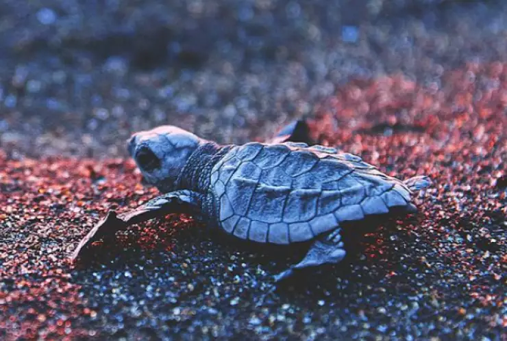 efemerides-16-de-junio día mundial de las tortugas