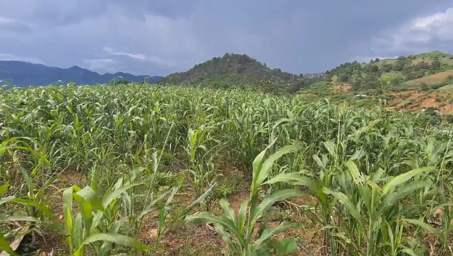 Maíz de temporal en la sierra de Sinaloa