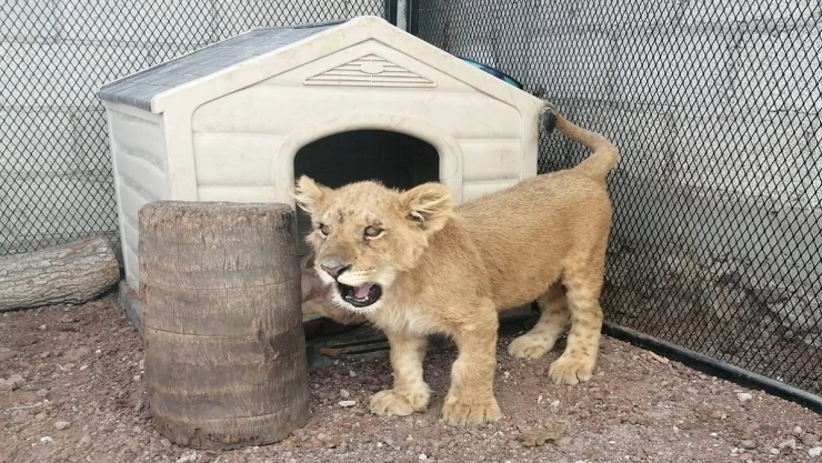 cachorro de león