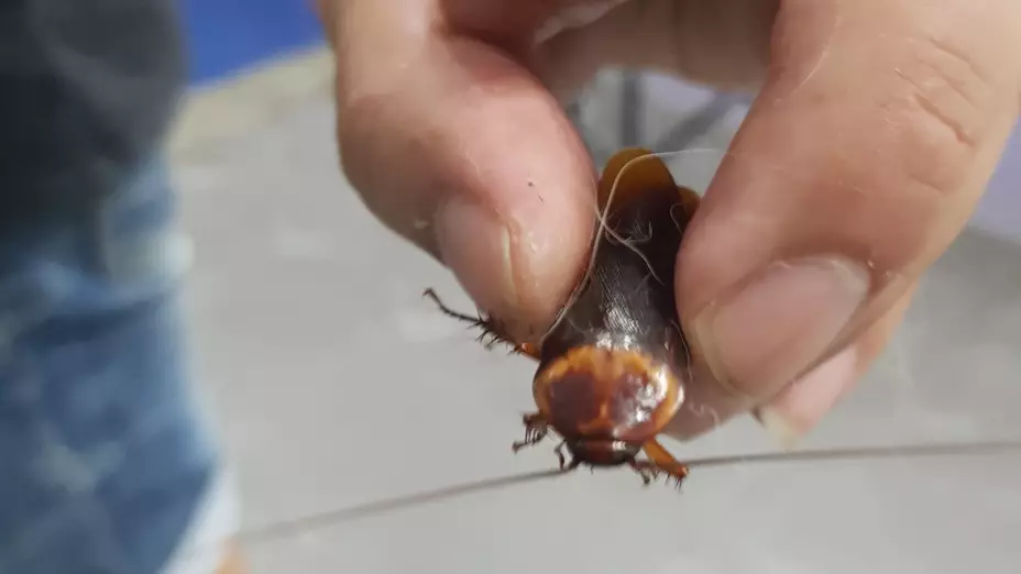 cucaracha-herida- (1).jpg