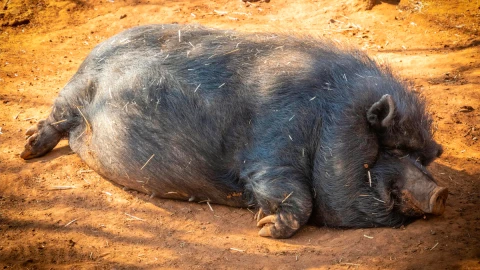 El Uay Kekén La aterradora leyenda del monstruo de la medianoche
