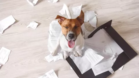 ¿Qué pasa cuando mi perro come papel?