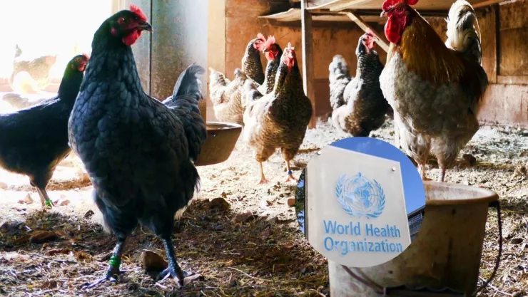 gripe-aviar-india-oms