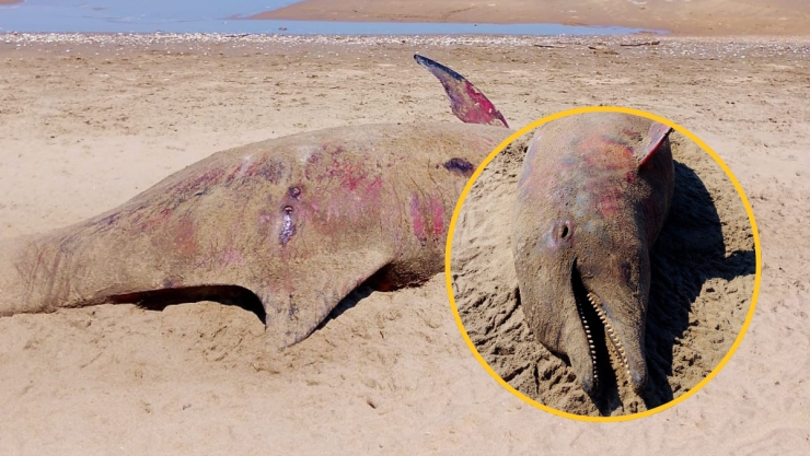 Identifican a delfín sin vida en Coatzacoalcos