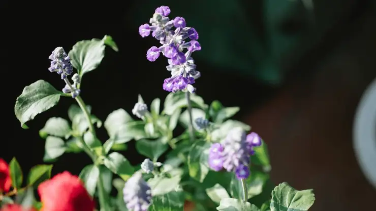 salvia.
