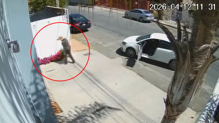 robo plantas Chihuahua.jpg