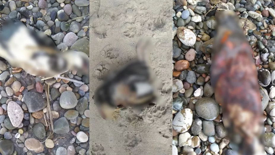 Hallan animales muertos en Playas de Tijuana hoy martes 25 de febrero de 2025