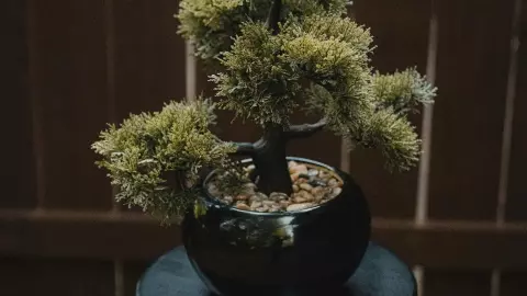 Los bonsáis son plantas que se asocian con el estancamiento