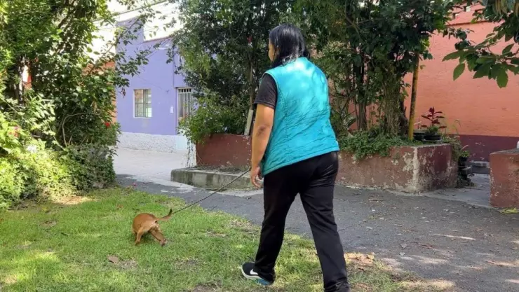 Envenenamiento masivo de perros y gatos en CDMX