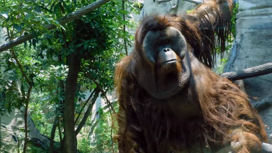 Toto orangután zoológico de Chapultepec