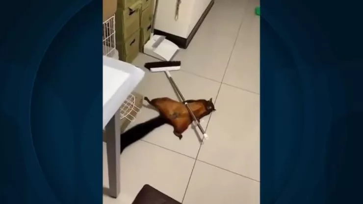 ardilla dramatica finge muerte