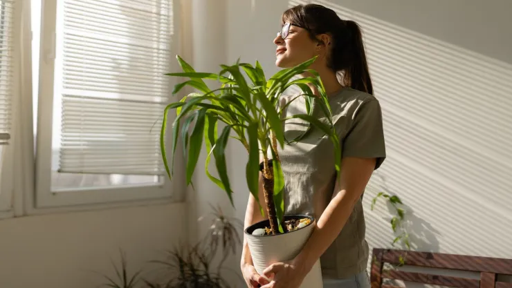 Las 4 plantas de interior que crecen fácil, que se reproducen con rapidez y no requieren mucho cuidado