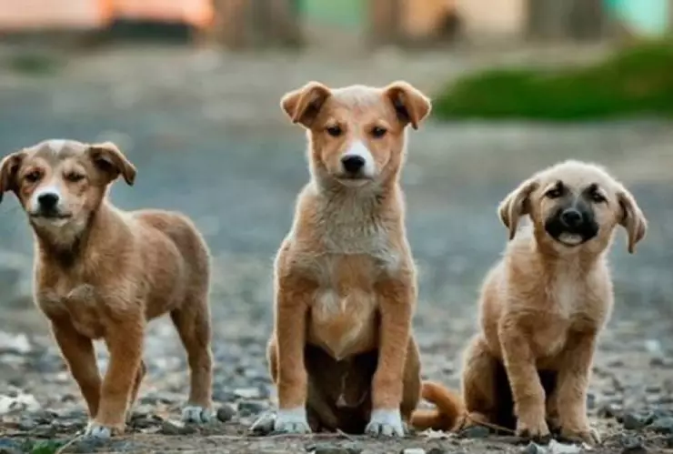 perritos son atropellados por un camión