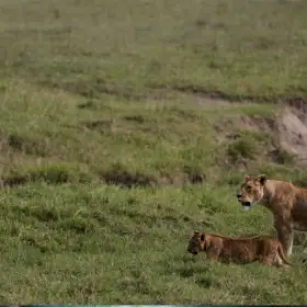 Leones caminan por la Zona de Conservación del Cráter de Ngorongoro, en Tanzania.