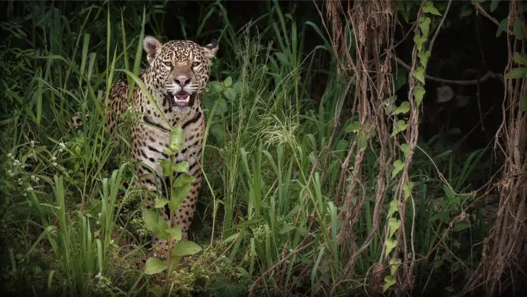 PORTADA jaguar viral en Yucatán.jpg