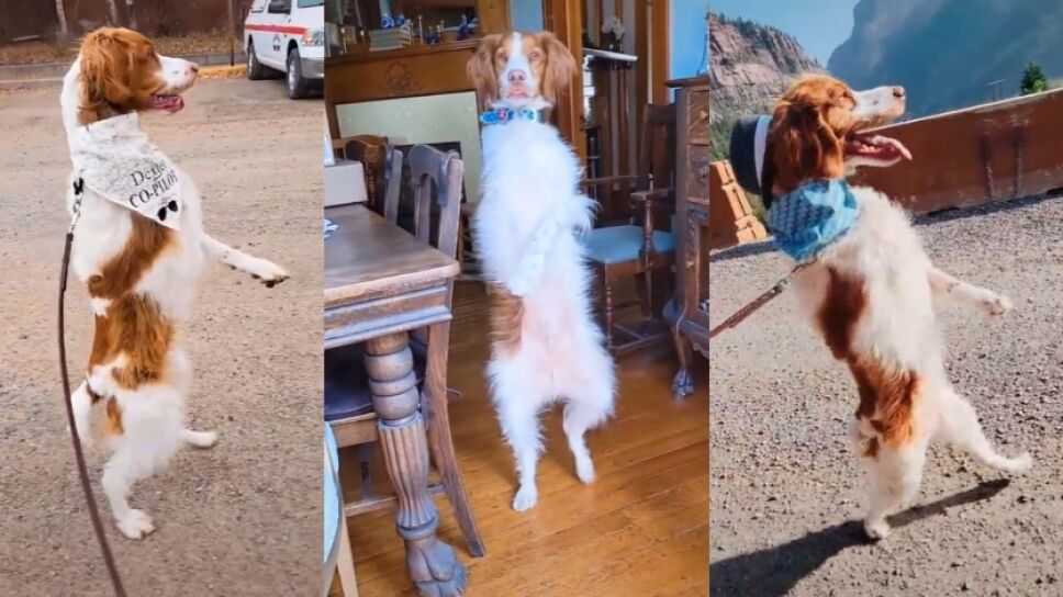 Perro dos patas accidente