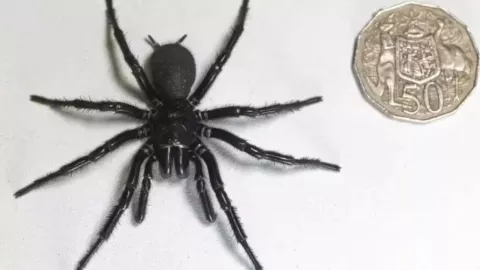 ¡De miedo! Localizan a la araña más grande y venenosa del mundo