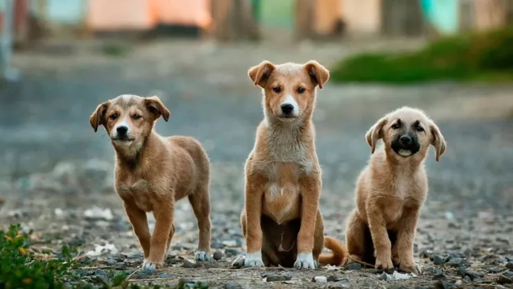 Perros callejeros
