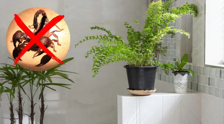 plantas