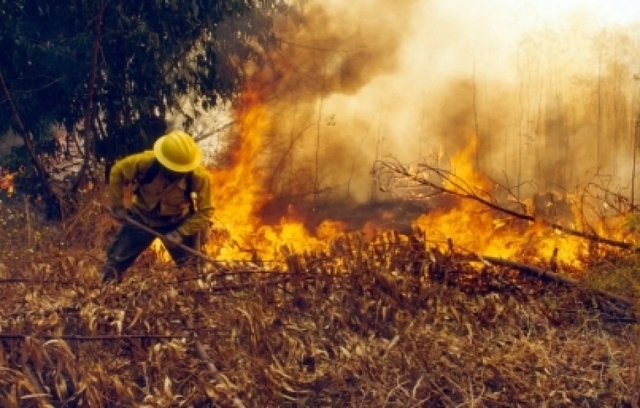Incendio forestal