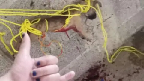 perrito muerto