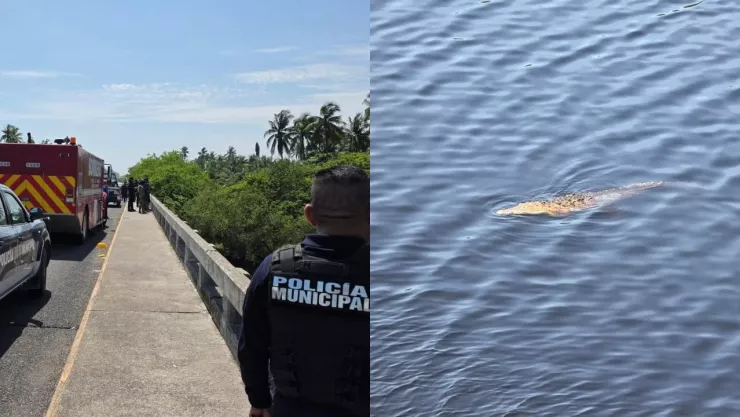 Niño muere devorado al caer a un canal de cocodrilos mientras vacacionaba con su familia en Michoacán