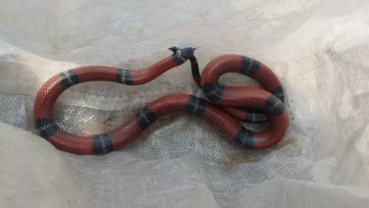 Temporada de lluvias 2025 Alertan por presencia de serpientes en Aguascalientes