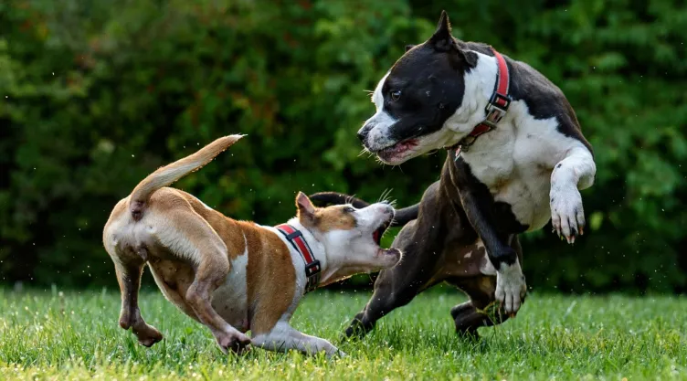 Qué razas de perros estarán prohibidas en 2025.jpg