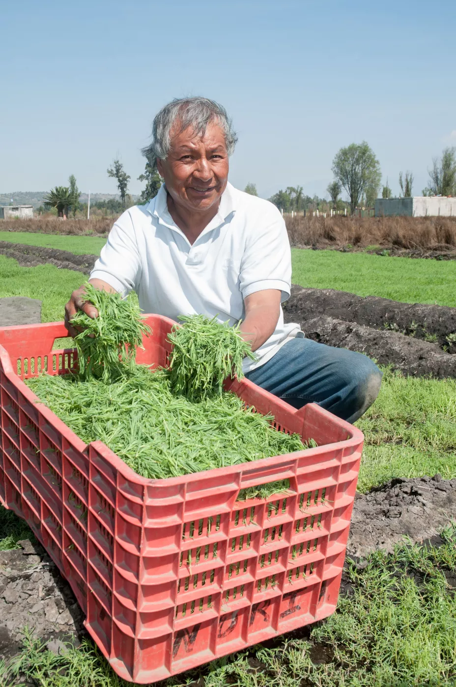 Romeritos 31 de marzo.jpeg