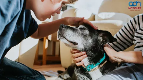 Terapia con animales, la nueva tendencia global 