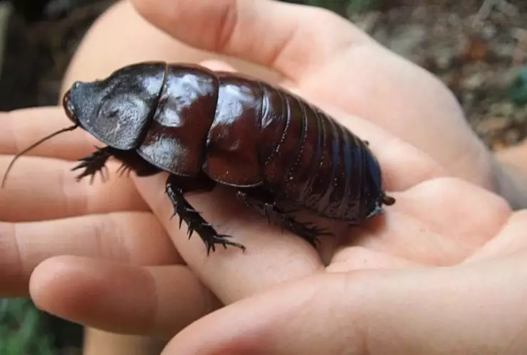 Megacucaracha que tipo de carne come