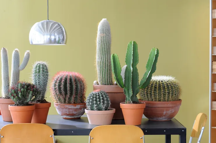 plantas que no se van a secar