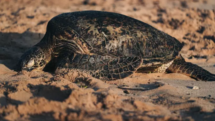 Perros atacan a tortugas marinas en playas de Yucatán; estaban desovando