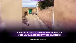 La tierna reacción de un burro al ver murales de otros burros se vuelve viral en redes sociales