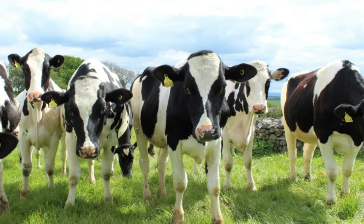 vacas-locas-brasil (