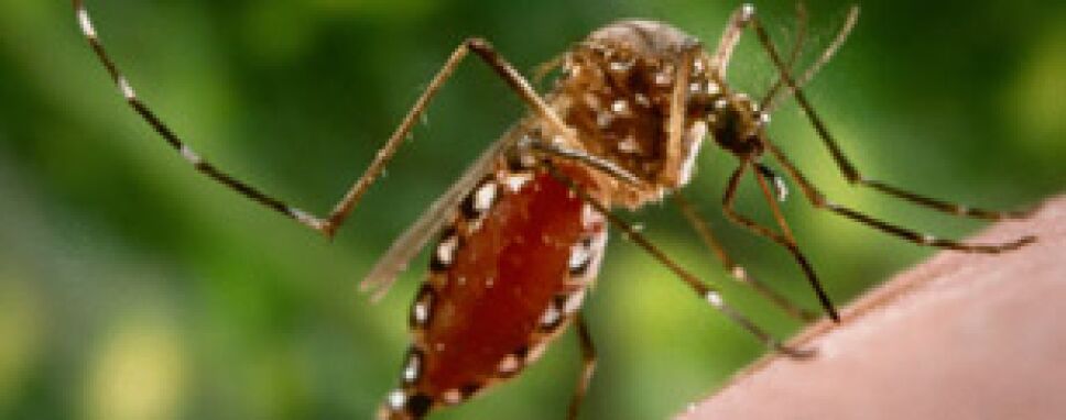 Chiapas, mosco dengue