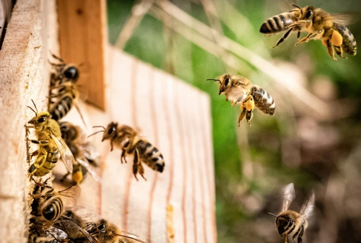 Autoridades piden precaución: alejarse de zona de abejas productoras de miel en Washington