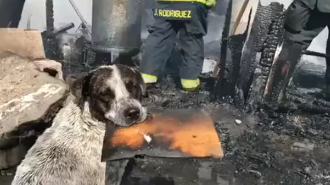 Perrito llora al ver su casa en cenizas