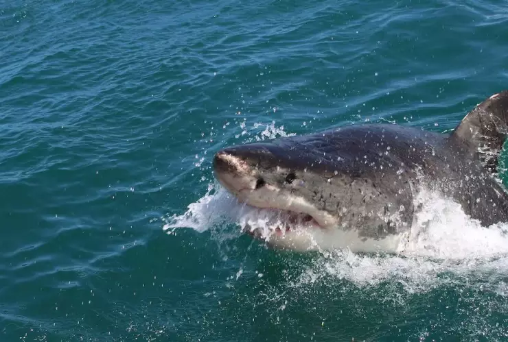 Un surfista muere tras ataque de tiburón; autoridades buscan su cuerpo
