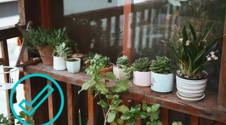 plantas (6).png