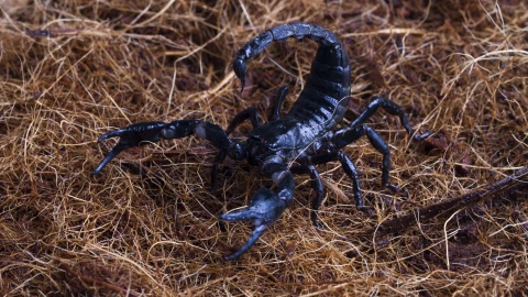 picaduras de alacranes