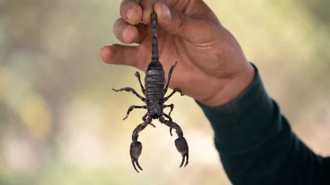 Niña muere por picadura de alacrán en Zacatecas el 27 de abril; no encontraron el antídoto
